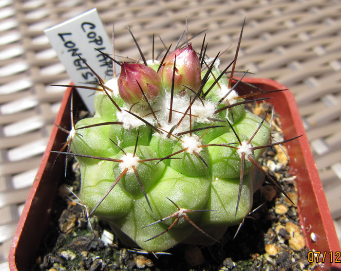 Copiapoa longispina